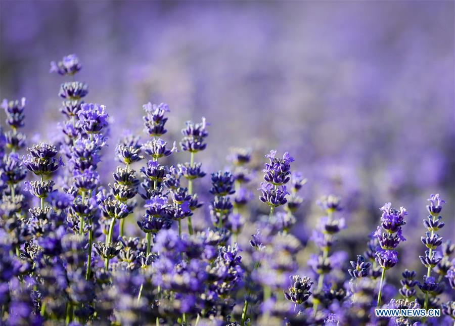 CHINA-XINJIANG-LAVENDER-HARVEST (CN)