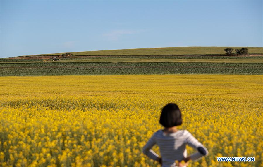 AUSTRALIA-NEW SOUTH WALES-FLOWERS