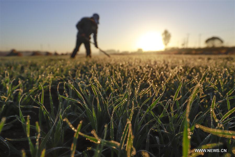 #CHINA-FARMING-SHUANGJIANG (CN) 