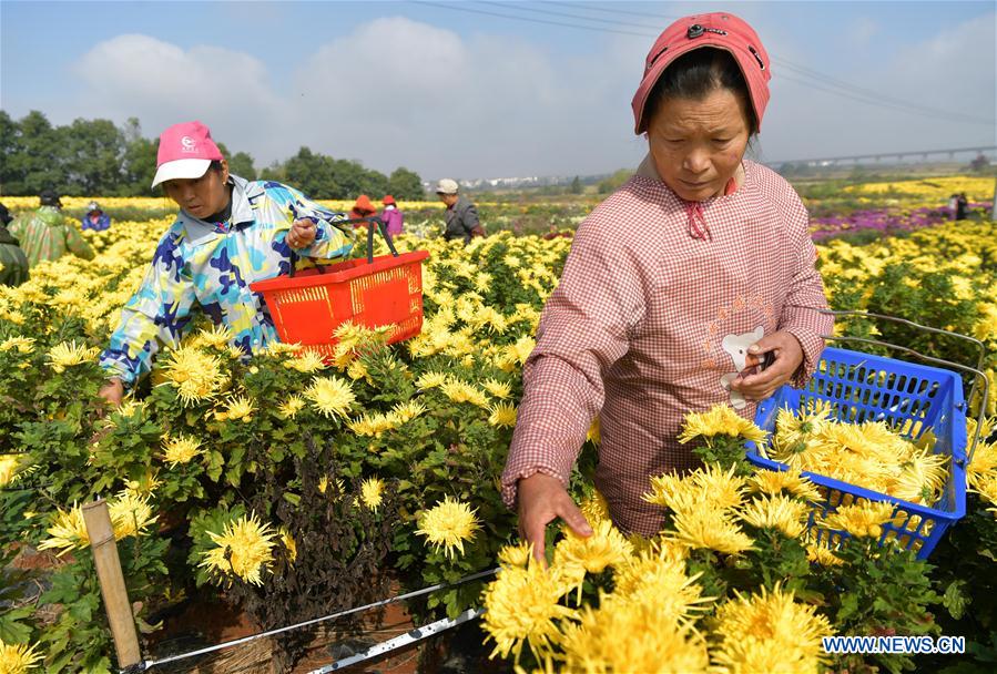 CHINA-JIANGXI-NANCHANG-CHRYSANTHEMUM INDUSTRY (CN)