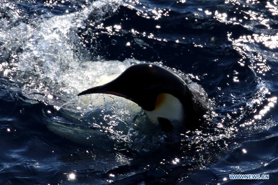 ANTARCTICA-XUELONG-ZHONGSHAN STATION-PENGUINS