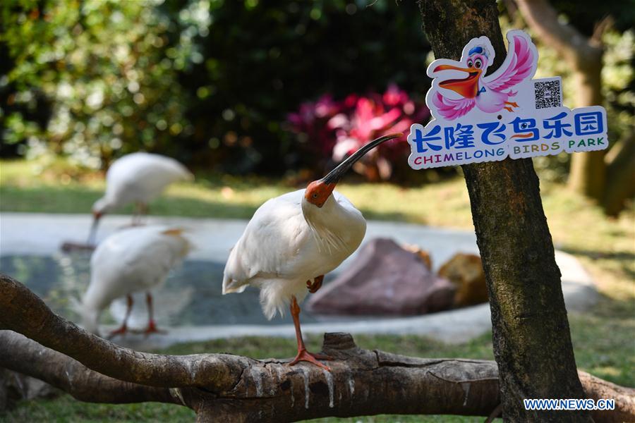 CHINA-GUANGDONG-CRESTED IBIS (CN)