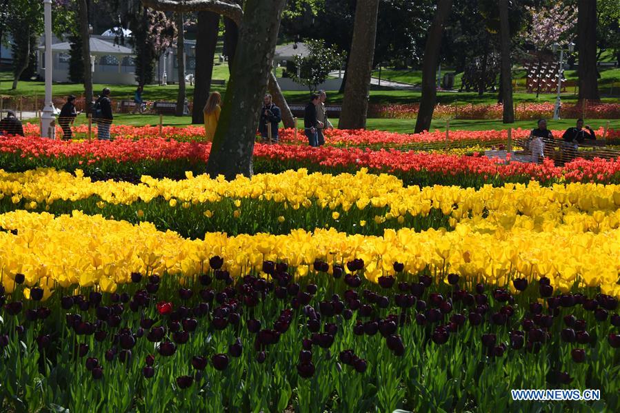 TURKEY-ISTANBUL-GULHANE PARK-TULIPS