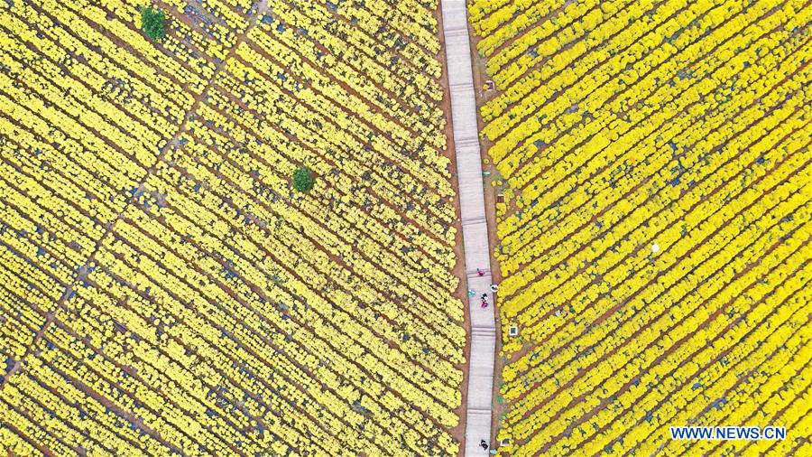 CHINA-GUIZHOU-QIANDONGNAN-CHRYSANTHEMUM (CN)