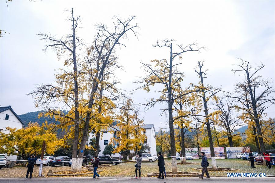 CHINA-ZHEJIANG-CHANGXING-GINKGO-SCENERY (CN)