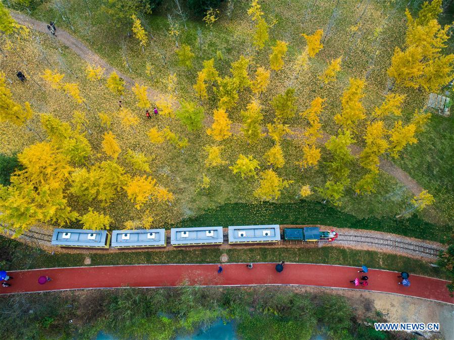 CHINA-ZHEJIANG-CHANGXING-GINKGO-SCENERY (CN)