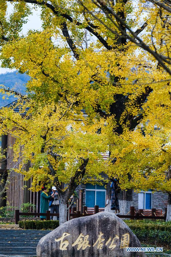 CHINA-ZHEJIANG-CHANGXING-GINKGO-SCENERY (CN)