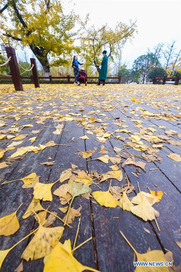 CHINA-ZHEJIANG-CHANGXING-GINKGO-SCENERY (CN)