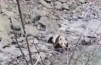Wild giant panda drinking water, running into woods in southwest China