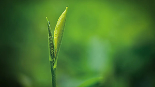 這片樹葉，改變了世界！