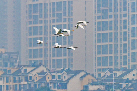 江西經(jīng)濟轉(zhuǎn)型求變：注入生態(tài)、創(chuàng)新、智能多重因子