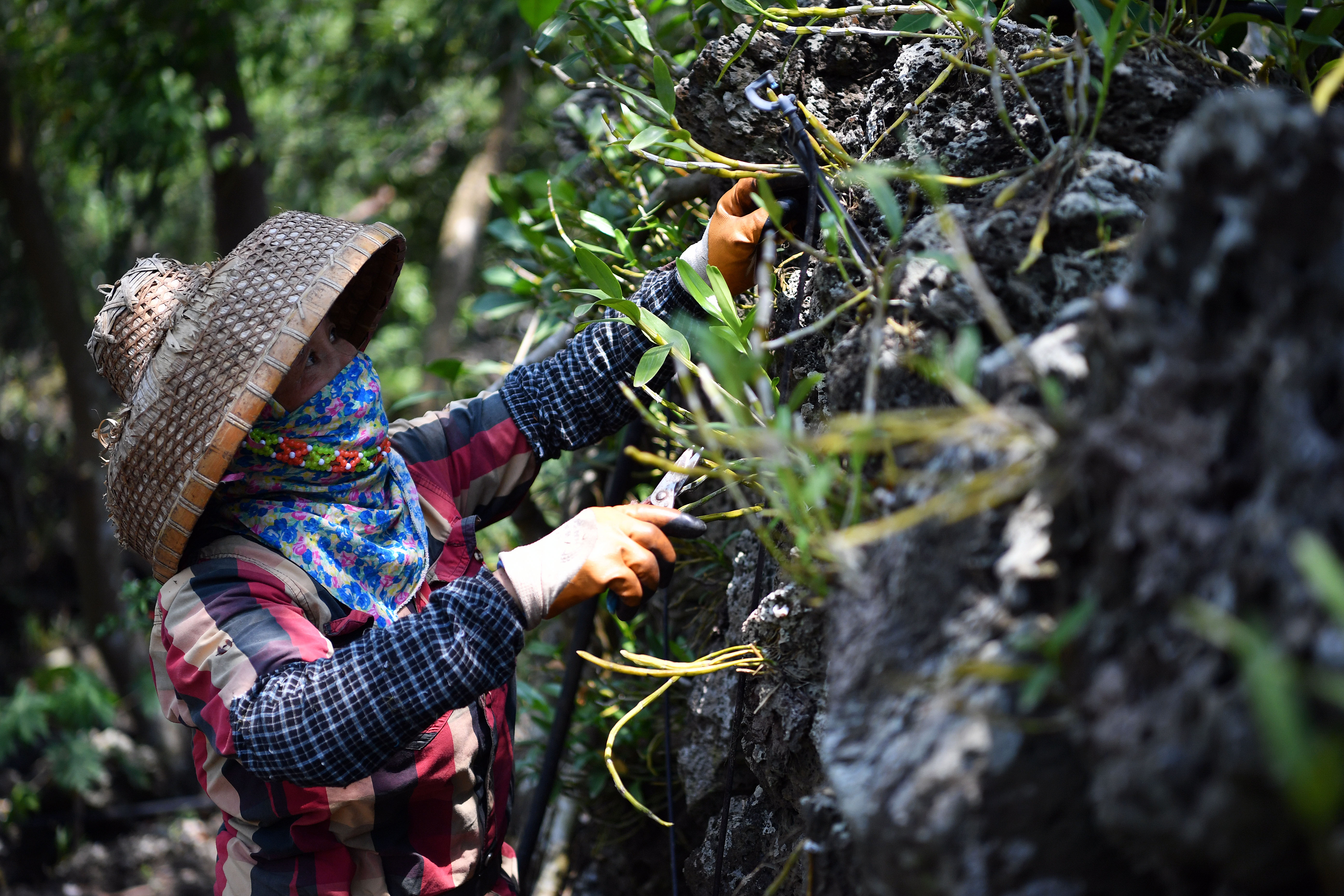 【圖集】海南施茶村：火山石上開出幸?；? /></a>
            <p class=
