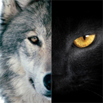 探針 | 2016：雙極，雙11