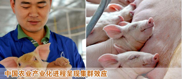 中國農(nóng)業(yè)產(chǎn)業(yè)化進程呈現(xiàn)集群效應