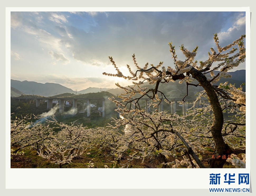 李花白，彩霞紅，春意濃