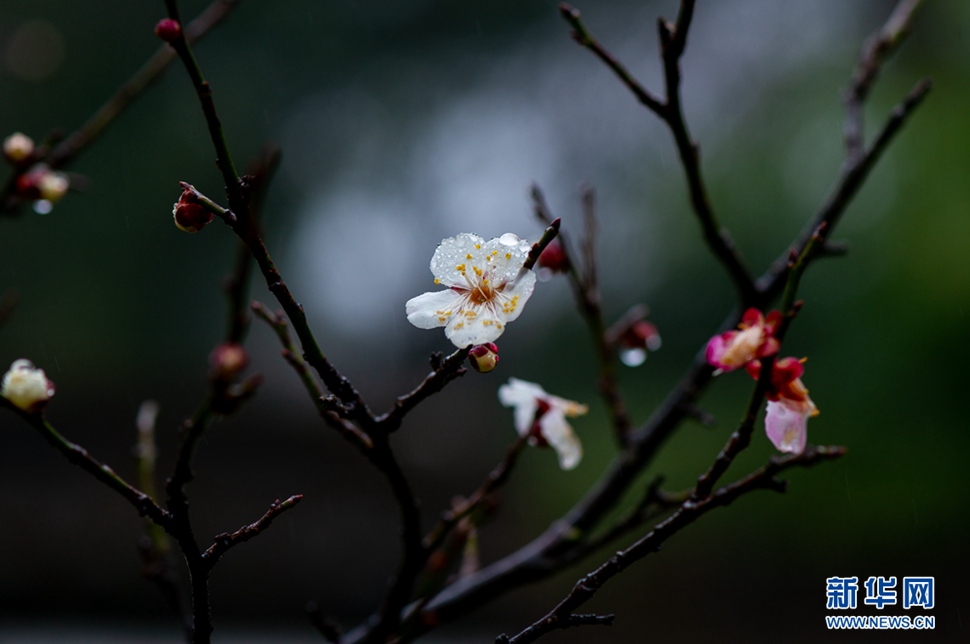 疏影橫斜，暗香浮動(dòng)