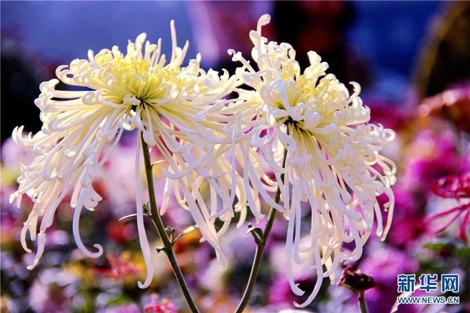 金秋時(shí)節(jié)，菊潤(rùn)車(chē)城