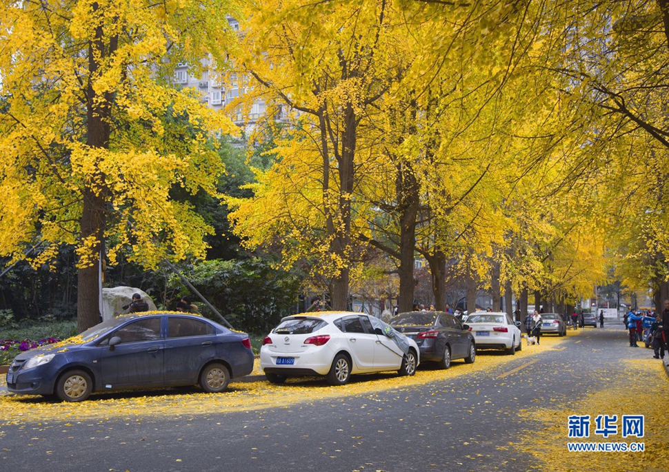 冬日暖陽，成都的銀杏已滿地