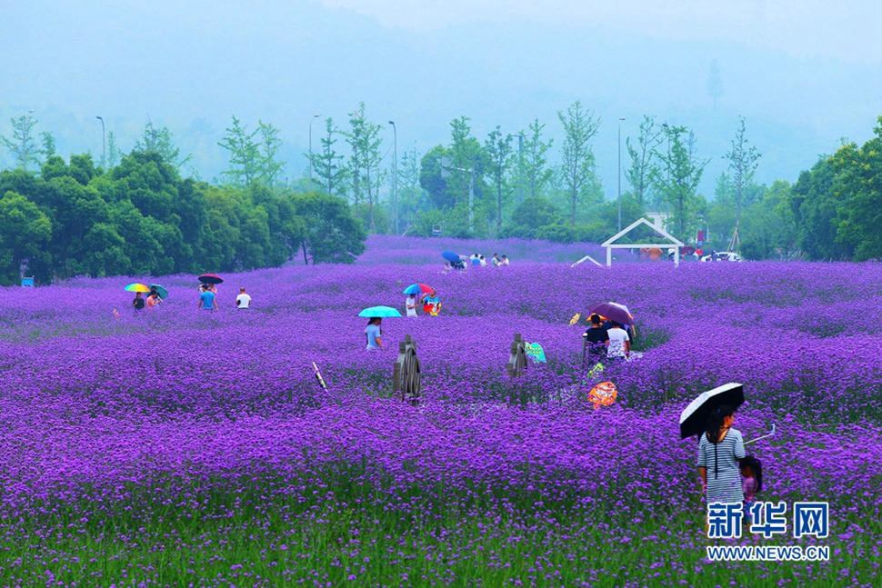 雨中游蓀湖花海，美翻了！