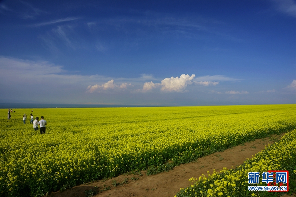 青海湖畔的那片黃
