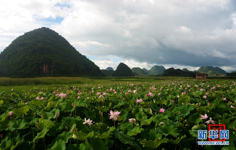 一生一世，萬畝荷花