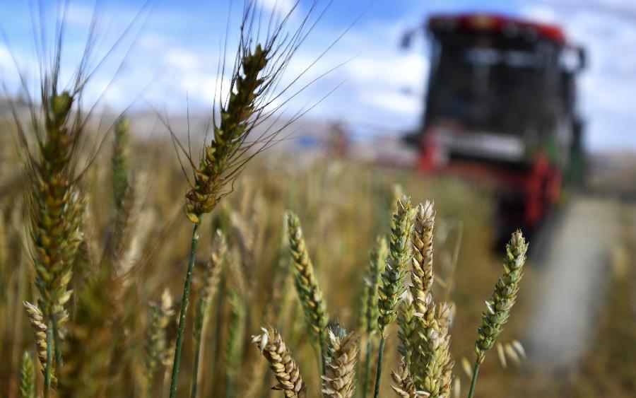 豐收的喜悅！看，各地秋收忙
