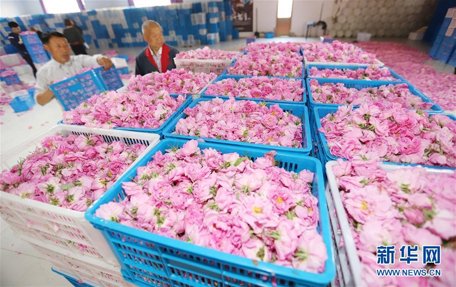 #(經(jīng)濟(jì))(6)江蘇海安:玫瑰花鋪就農(nóng)民致富“芬芳之路”