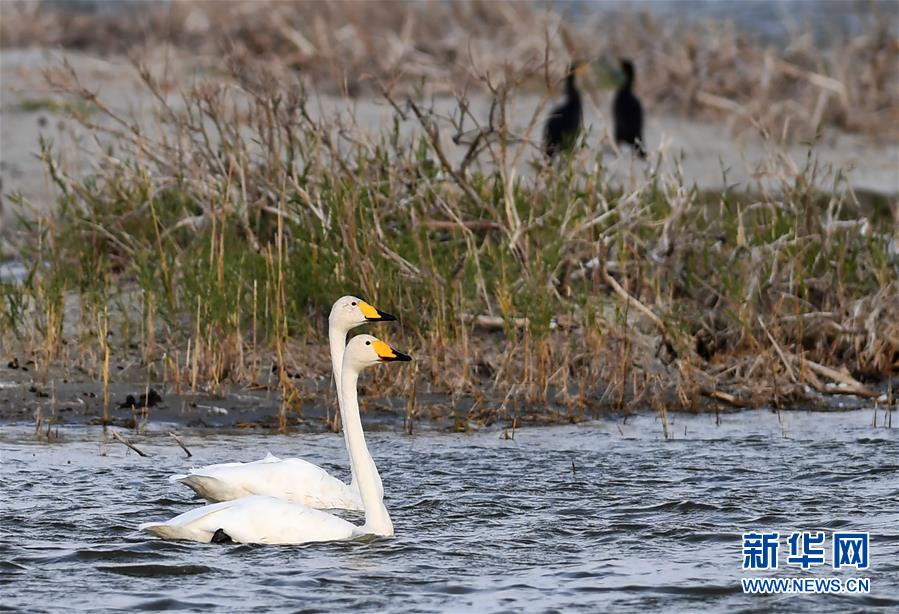 (環(huán)境)(3)候鳥天堂烏倫古湖濕地公園
