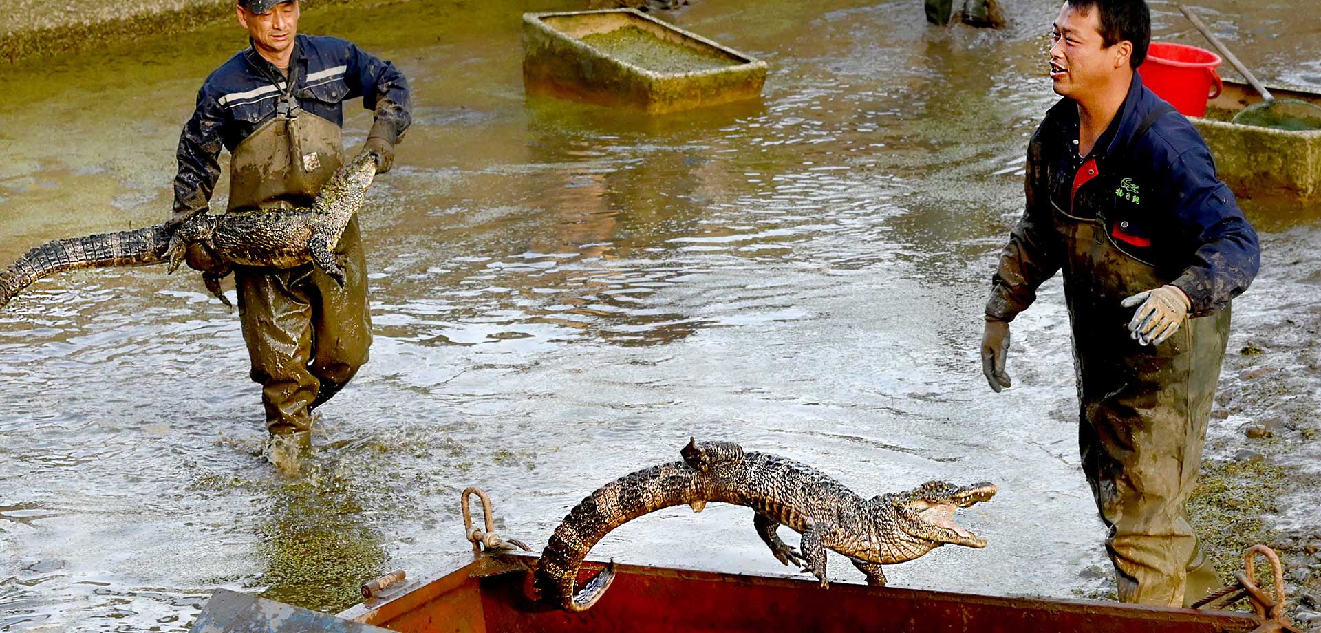 【顯影中國(guó)】&ldquo;活化石&rdquo;揚(yáng)子鱷轉(zhuǎn)場(chǎng)冬眠記