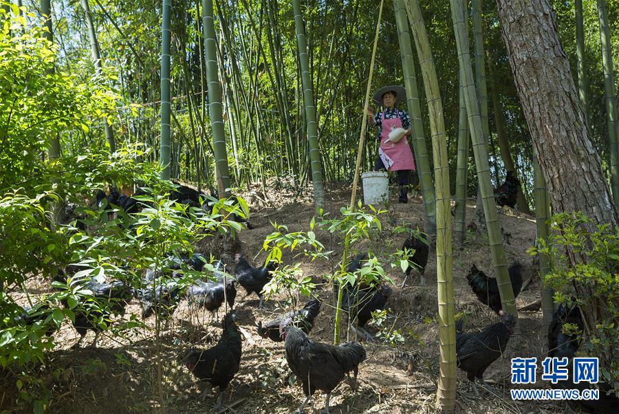 （新華全媒頭條&middot;圖文互動）（2）赤水：別了，貧困！