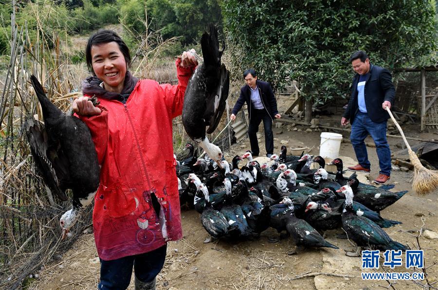 (新春走基層)貧困戶(hù)張賽玉養(yǎng)鴨脫貧