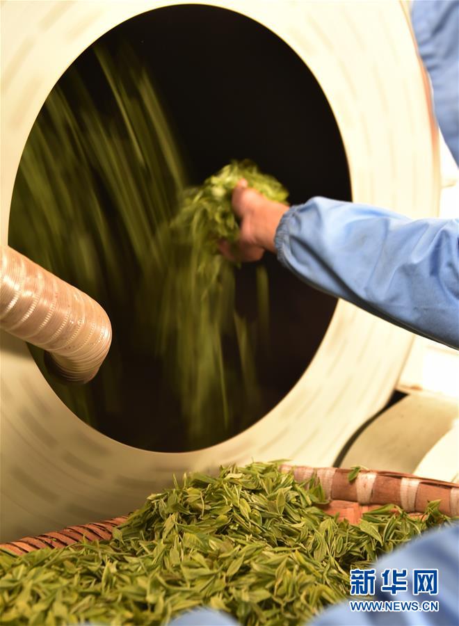 （經(jīng)濟）（4） 西藏墨脫：茶業(yè)變成致富&ldquo;金葉&rdquo;