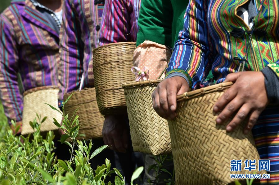 （經(jīng)濟(jì)）（7） 西藏墨脫：茶業(yè)變成致富&ldquo;金葉&rdquo;