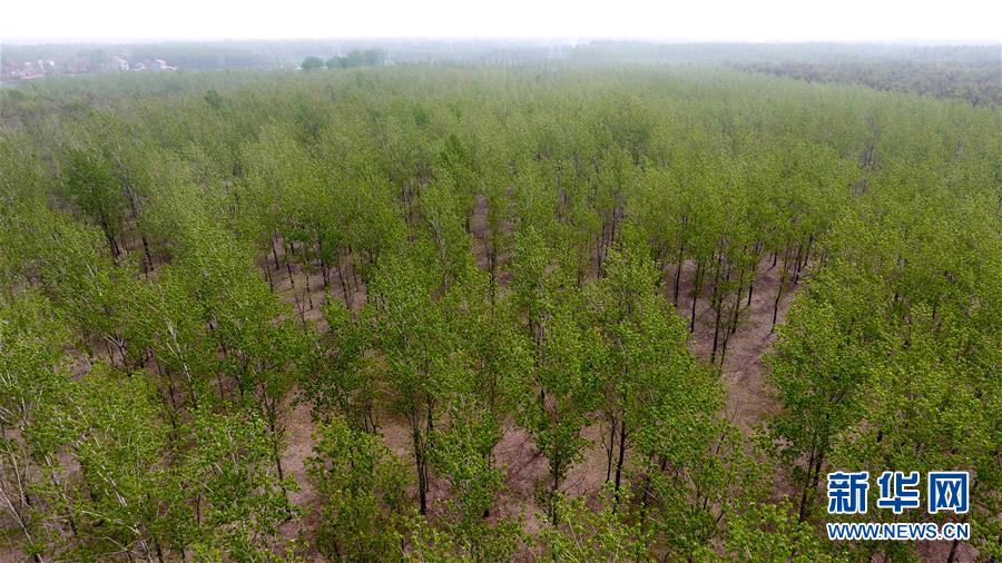 (在習(xí)近平新時代中國特色社會主義思想指引下——新時代新氣象新作為·圖文互動)(2)河南民權(quán):三代造林人接力68年播綠黃河故道