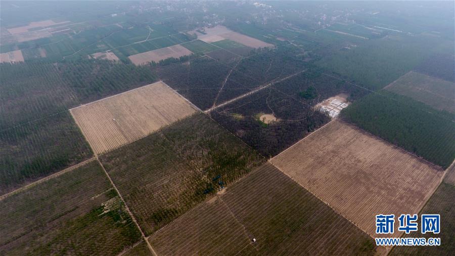 （在習(xí)近平新時(shí)代中國特色社會(huì)主義思想指引下&mdash;&mdash;新時(shí)代新氣象新作為&middot;圖文互動(dòng)）（3）河南民權(quán)：三代造林人接力68年播綠黃河故道