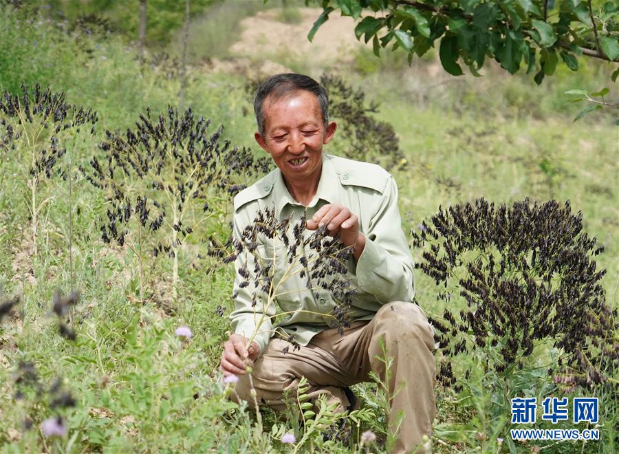 （壯闊東方潮 奮進新時代&mdash;&mdash;慶祝改革開放40年）（13）退耕還林20年 延安大地譜新篇