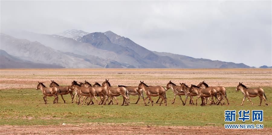 （新華全媒頭條&middot;圖文互動(dòng)）（9）跨越千里的遠(yuǎn)行&mdash;&mdash;西藏首批高海拔地區(qū)群眾生態(tài)搬遷實(shí)錄