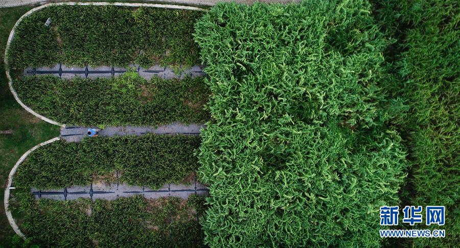 （在習(xí)近平新時(shí)代中國(guó)特色社會(huì)主義思想指引下&mdash;&mdash;新時(shí)代新作為新篇章&middot;圖文互動(dòng)）（3）稀奇！治污濕地成了休閑公園&mdash;&mdash;江蘇蘇州全域推進(jìn)農(nóng)村生活污水治理