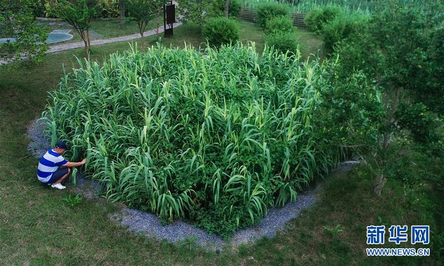 （在習(xí)近平新時(shí)代中國(guó)特色社會(huì)主義思想指引下&mdash;&mdash;新時(shí)代新作為新篇章&middot;圖文互動(dòng)）（4）稀奇！治污濕地成了休閑公園&mdash;&mdash;江蘇蘇州全域推進(jìn)農(nóng)村生活污水治理