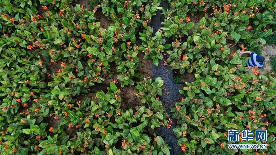 （在習(xí)近平新時(shí)代中國(guó)特色社會(huì)主義思想指引下&mdash;&mdash;新時(shí)代新作為新篇章&middot;圖文互動(dòng)）（5）稀奇！治污濕地成了休閑公園&mdash;&mdash;江蘇蘇州全域推進(jìn)農(nóng)村生活污水治理