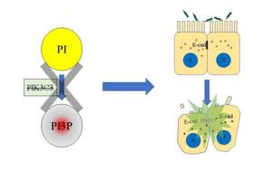 PI3P缺失導(dǎo)致上皮細(xì)胞連接破壞，最終招募中性粒細(xì)胞，發(fā)生急性炎癥