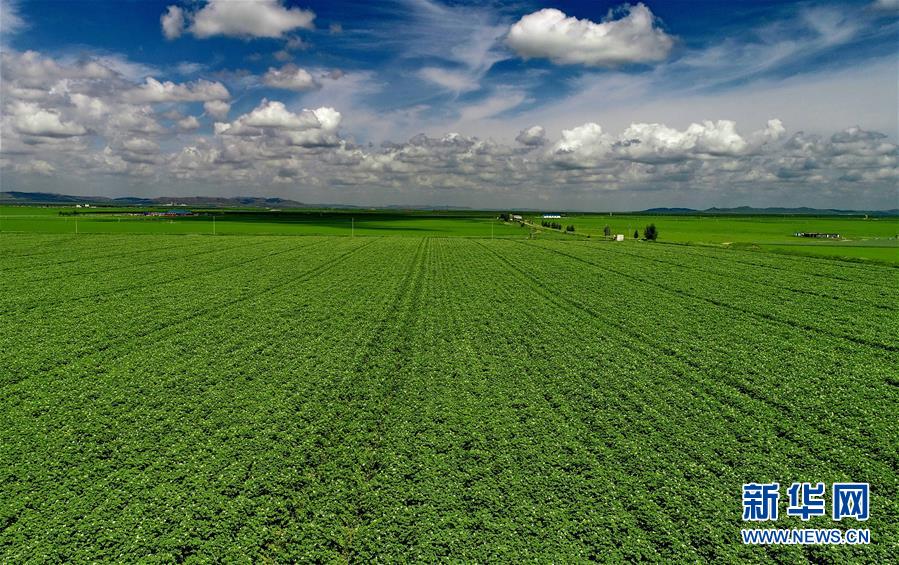 (經(jīng)濟(jì))(1)綠染塞北農(nóng)田 展壩上現(xiàn)代農(nóng)業(yè)新姿