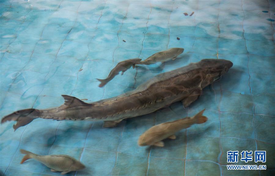 （社會）（4）保護(hù)中華鱘