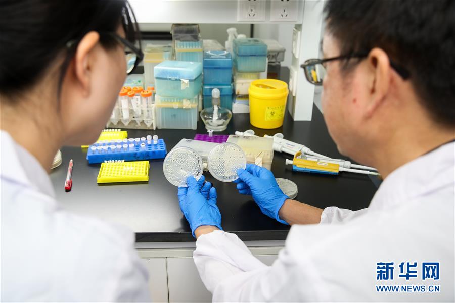 (新華全媒頭條·圖文互動(dòng))(2)人造單條染色體真核細(xì)胞問(wèn)世 我國(guó)開(kāi)啟合成生物學(xué)研究新時(shí)代