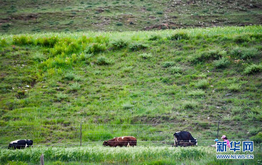 （社會(huì)）（13）夏日&ldquo;過林卡&rdquo; 親近大自然