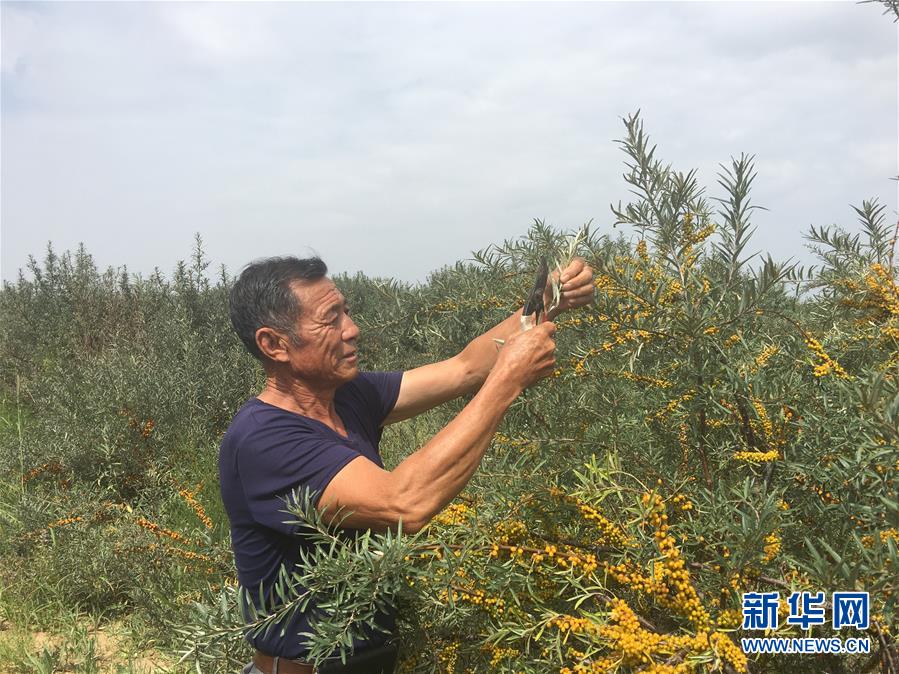 （新華全媒頭條&middot;在習(xí)近平新時(shí)代中國特色社會(huì)主義思想指引下&mdash;&mdash;新時(shí)代新作為新篇章&middot;圖文互動(dòng)）（9）綠富同興畫卷在沙海中鋪展&mdash;&mdash;庫布其沙漠生態(tài)治理紀(jì)實(shí)