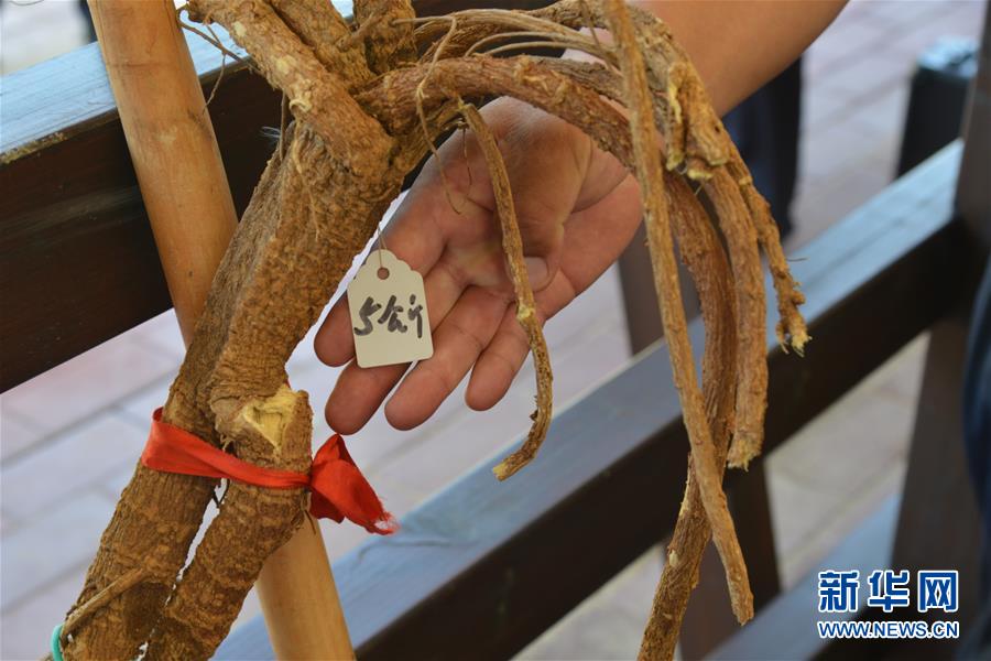 (在習(xí)近平新時(shí)代中國(guó)特色社會(huì)主義思想指引下——新時(shí)代新作為新篇章·圖文互動(dòng))(2)庫(kù)布其競(jìng)相演繹“點(diǎn)沙成金”傳奇