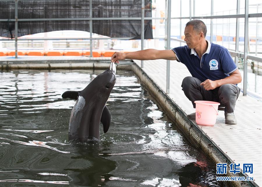 (圖文互動)(3)從消失的白鱀豚到人工繁殖江豚——三個故事見證長江生態(tài)保護變遷