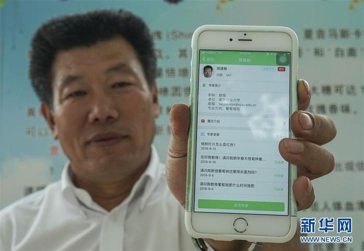 (豐收的味道·圖文互動(dòng))(3)露濃壓架葡萄熟——江蘇灌南縣葡萄產(chǎn)業(yè)“變身記”