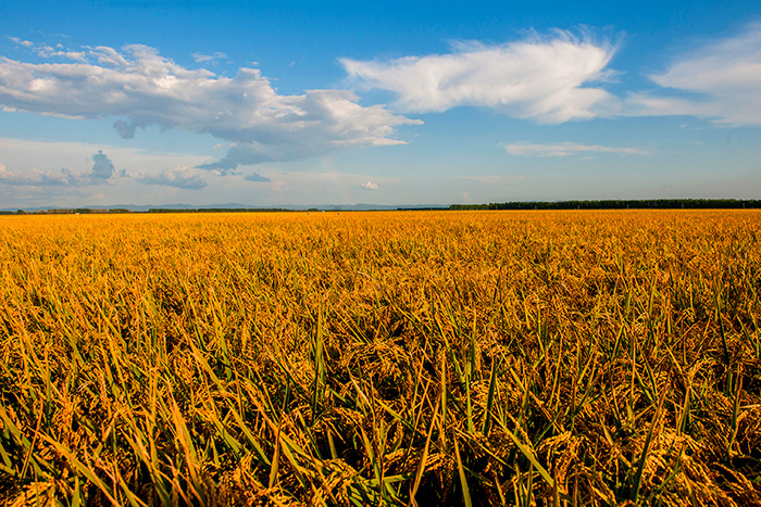 秋收的中國，你想象不到的美！但更美的是&hellip;&hellip;